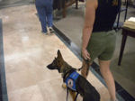 Service dog training in colorado