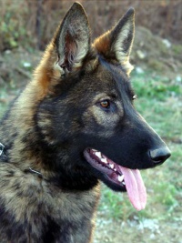 German Shepherd Breeders - Ariel z Eurosportu