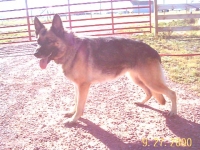 Tannie