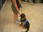 Dog trainers in Colorado Springs